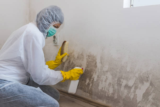 Best Biohazard Mold Removal  in USA